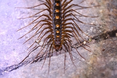 Thereuopoda clunifera