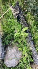 Moscharia pinnatifida