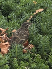 Turdus migratorius
