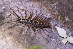 Thereuopoda clunifera