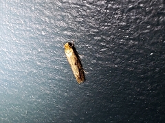 Tinea apicimaculella