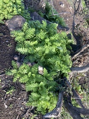 Moscharia pinnatifida