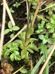 Gentiana douglasiana