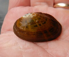 Cambarunio taeniatus