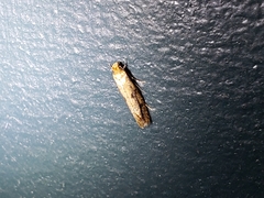 Tinea apicimaculella