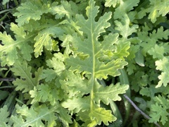 Moscharia pinnatifida