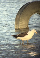 Larus atlanticus