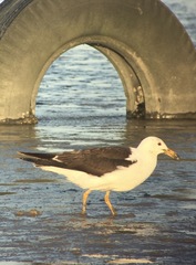 Larus atlanticus