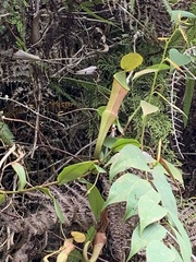 Nepenthes sanguinea