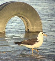 Larus atlanticus