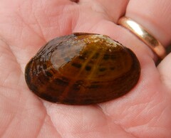 Cambarunio taeniatus