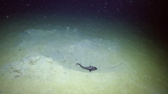 Coryphaenoides acrolepis