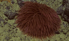 Liponema brevicornis image