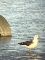 Larus atlanticus