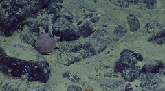 Graneledone boreopacifica