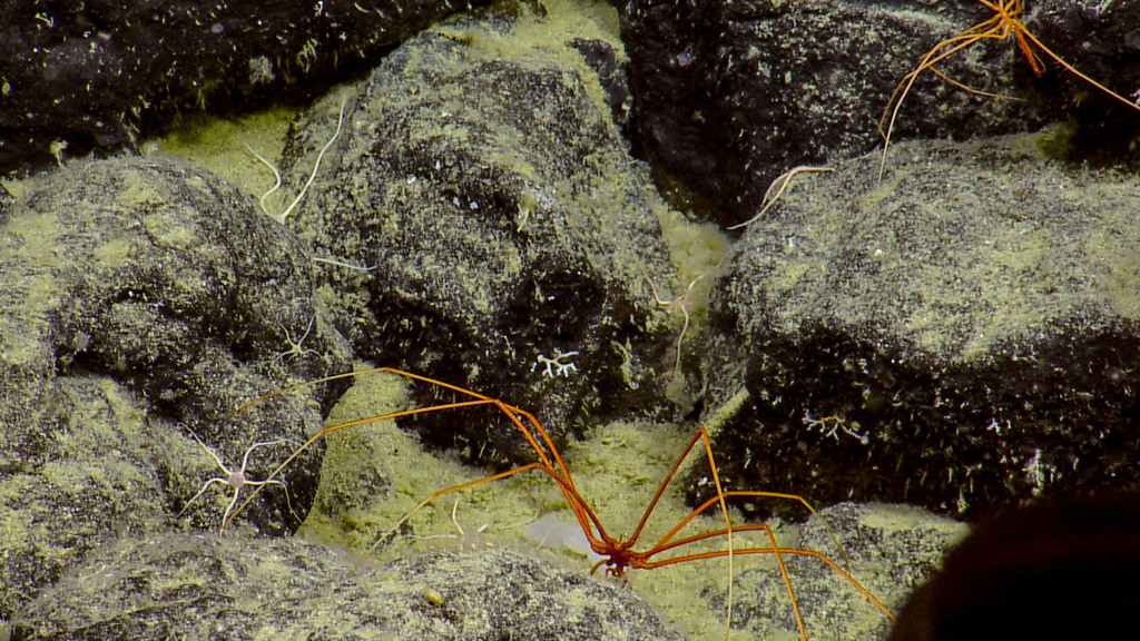 Colossendeoidea