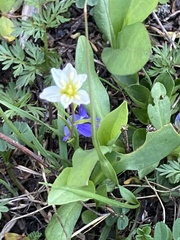Gagea serotina
