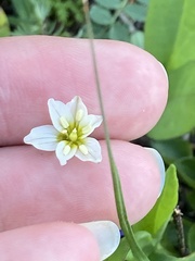 Gagea serotina
