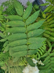 Sorbaria sorbifolia