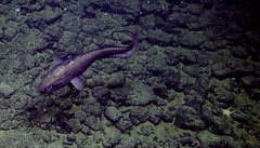 Coryphaenoides acrolepis