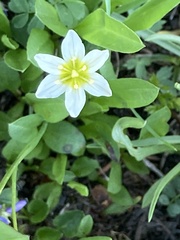 Gagea serotina