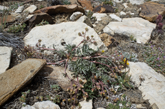 Potentilla morefieldii