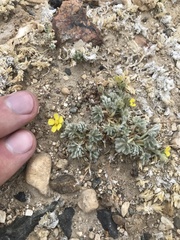 Potentilla pseudosericea