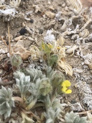 Potentilla pseudosericea