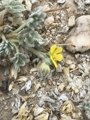Potentilla pseudosericea