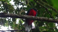 Pharomachrus antisianus