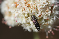 Agrilus blandus