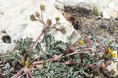 Potentilla morefieldii