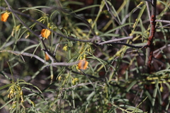 Pigea aurantiaca