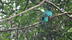 Pharomachrus antisianus