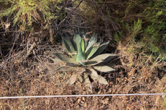 Agave shawii