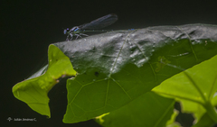 Argia gaumeri