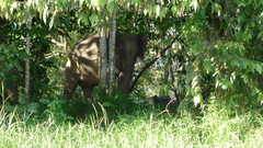 Elephas maximus borneensis