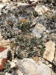 Oxytropis parryi