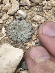 Townsendia condensata