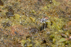 Ellipsoptera cuprascens