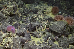 Graneledone boreopacifica