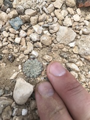 Townsendia condensata