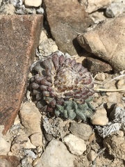 Townsendia condensata