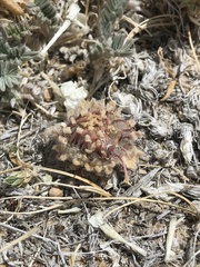 Townsendia condensata