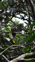 Pharomachrus antisianus