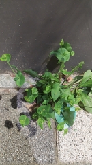 Crepidiastrum sonchifolium