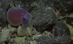 Graneledone boreopacifica