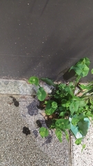 Crepidiastrum sonchifolium