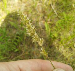 Melica transsilvanica