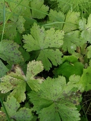 Anemonastrum baicalense